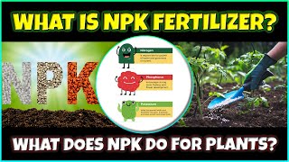 What Is NPK Fertilizer What Does NPK Do for Plants How to Use it [upl. by Allisirp]