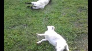 Baby Myotonic Fainting Goat Video [upl. by Ellga]