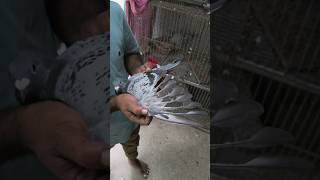 Racing pigeon pigeon kalapati حمامة голубь कबूतर pigeonlover pet [upl. by Pebrook]