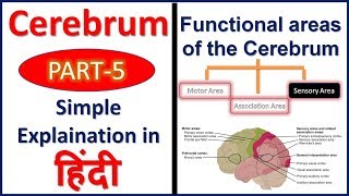 Functions of Cerebrum or Cerebral cortex Sensory Areas in Hindi  Bhushan Science [upl. by Ramhaj]