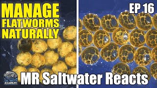 HOW TO Naturally Manage ACROPORA Eating FLATWORMS in Your Saltwater Aquarium  Mr Saltwater Reacts [upl. by Athal437]