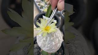 How to polinate astrophytum cactus  Tutorial polinasi kaktus astro shorts [upl. by Aivataj203]