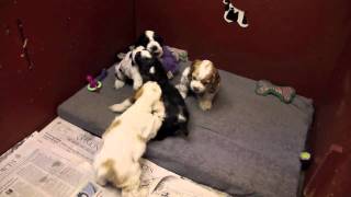 6 week old Cocker Spaniel puppies playing [upl. by Gipsy623]