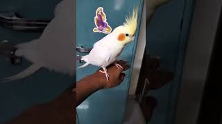 Singing Cockatiel Bird 🐦 Rio Innocence [upl. by Navets]