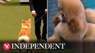 Crufts 2022 Best moments and funniest bloopers [upl. by Nnahtur24]