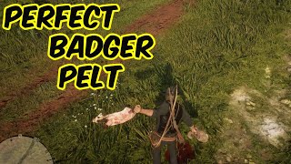 Perfect Badger Pelt RDR2 [upl. by Ahtamat]