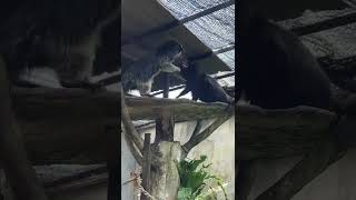 Binturong fighting like cats  Musang Binturong bergaduh  熊狸打架 shorts binturong [upl. by Samuelson]