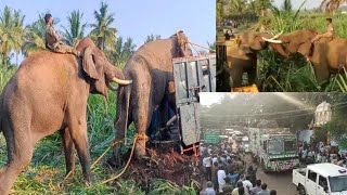 அரி௧் கொம்பன் பிடிப்பட்டது  அரி௧் கொம்பன்  ari komban elephant [upl. by Gorrian954]