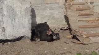 Langshan chicks part 4 of 4 Having a dust bath with mum [upl. by Pedroza]