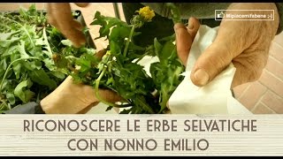 Riconoscere Le Erbe Selvatiche con Nonno Emilio [upl. by Nawud]