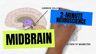 2Minute Neuroscience Midbrain [upl. by Edasalof]