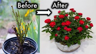 Secrets To Get More Blooms In Your Garden [upl. by Nosduj]