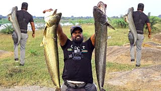 Fishing Videos  Big Wallago Attu catfish Video  Fishing Video  Fishing [upl. by Arotak]