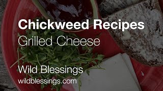 Chickweed Recipes  Grilled Cheese the Wild Blessings way [upl. by Becca]