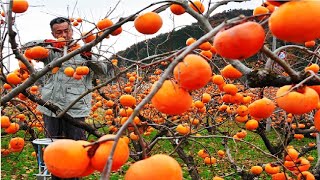 Amlok  Persimmon Gardens  Diospyros kaki Production  Japani Phal  Short Documentary  Swat [upl. by Anerak]