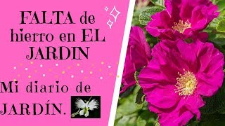 FALTA DE HIERRO EN LAS PLANTAS DEL JARDÍN clorosis en las rosas Mi diario de jardin [upl. by Nairb]