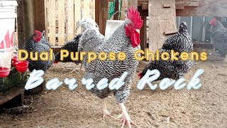 Dual Purpose Chickens Barred Rock [upl. by Isus779]