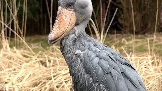 WeltVogelpark Walsrode  Schuhschnabel  Shoebill Bird  sensationell dieser Vogel [upl. by Gerbold326]