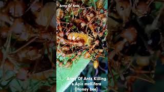 Weaver ants attacking a Apis mellifera music halloween beats entomology insectsrule shots [upl. by Aleafar]