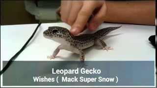 Leopard Gecko Back Rub [upl. by Ylrebmit]