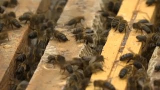 Les abeilles noires une espèce rare et protégée [upl. by Chambers]