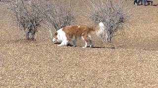 North Domingo Baca Dog Park  Albuquerque [upl. by Clyve]