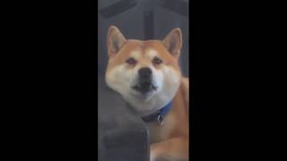 EVERY SOUND A SHIBA INU MAKES IN UNDER 2 MINUTES 柴犬の音  😂😂 [upl. by Nahor]