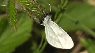 Wood White Butterflies Leptidea sinapis Holsworthy Devon [upl. by Selinski]