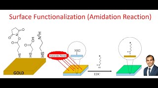 Surface Functionalization by Amidation Reaction NHSester amine and EDC coupling [upl. by Friederike634]