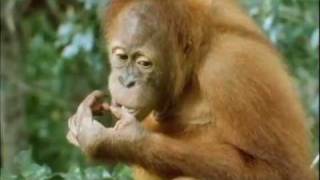 Orangutan  Orphans of the Forest Bukit Lawang Indonesia 1976 Part 1 of 4 [upl. by Rima]