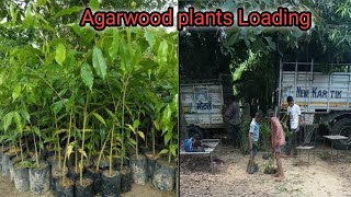 Agarwood plants Loading  Agarwood plants  oud plant Aquilaria plant  chandan plants nursery [upl. by Dirk]