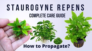 StaurogyneStaurogyne RepensStaurogyne Repens propagation Staurogyne Staurogynerepens Srepens [upl. by Enivid]