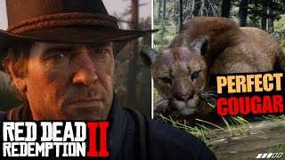 Best Perfect Cougar Location  Red Dead Redemption 2 [upl. by Hudnut190]