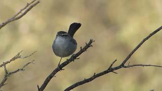 Bewicks Wren Scold Call And Display  San Jose California January 2019 [upl. by Epp]