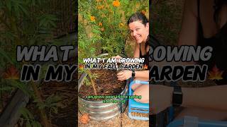 Grow snap peas gardenwithme fallvlog gardenvlogs fallgardening growingvegetables growyourown [upl. by Ahsinna299]