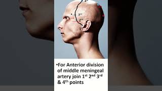 Pterion and Middle Meningeal Artery Vital Surface Anatomy shorts anatomy [upl. by Enida324]