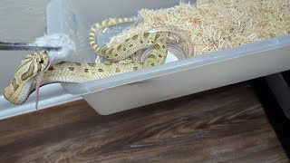 Hognose almost jumps on the enclosure for food [upl. by Maxy944]