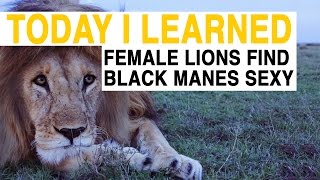 TIL Female Lions Are Attracted to Black Manes  Today I Learned [upl. by Rinna266]