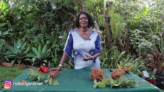 Gerbera Jamesonii  Easy propagation Tips on how to multiply your stock [upl. by Severin]