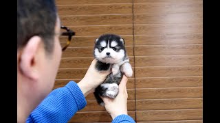 Pomeranian Siberian Husky its a Pomsky 😳😍 l Korea teacup puppies [upl. by Putnem]