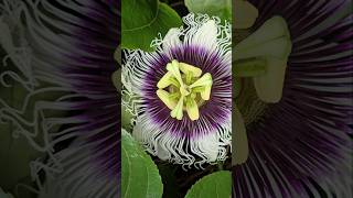 Finally captured the moment  Passion flower opening time lapse passionfruit passionflower [upl. by Dallis]