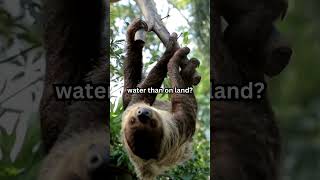 Sloths can move three times faster in water than on land shorts facts animalfacts funfacts [upl. by Charlean337]