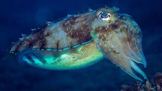 What is a Cephalopod  Oceana [upl. by Alilak]