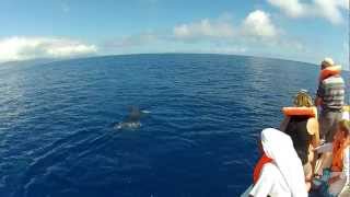 Curious sperm whale calf swimming right up to our boat [upl. by Arabrab857]