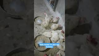 daily 5k plus income  chota farm poultry farm egg business eggsbusiness shorts [upl. by Sophronia]