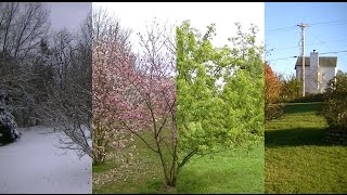 Seasons Timelapse Winter Spring Summer Fall [upl. by Vargas]