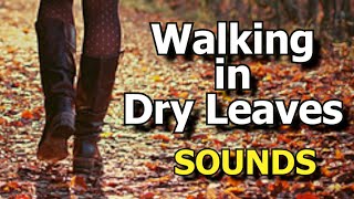 Footsteps on Dry Leaves Sound Effect  Crunching Leaves Underfoot walking Sound Effect [upl. by Larena]