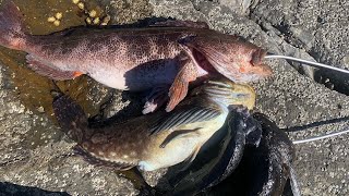 Rockfishing Huge Lingcod rockfish on swimbait from shore [upl. by Euqinwahs]