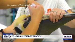 Brown pelican found on Marco Beach with possible red tide poisoning [upl. by Veedis]