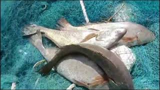 telia bhola fishing videos sea fishing uk 2024 uk [upl. by Bari827]